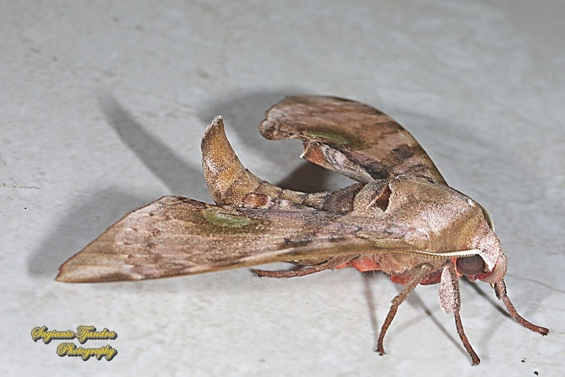Durian Hawkmoths, Daphnusa fruhstorferi, Sphingidae  Daphnusa fruhstorferi,Daphnusa ocellaris,Geotagged,Indonesia,Spring