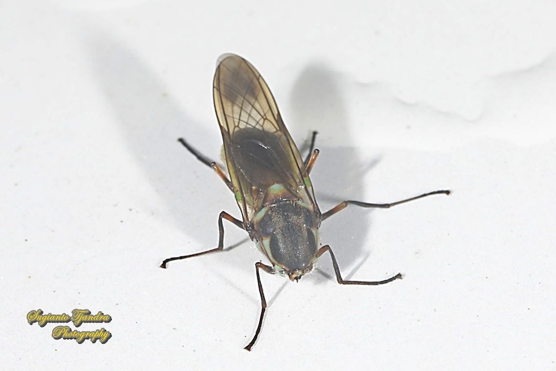 Soldier fly, Headless Eudmeta marginata, subfamily Clitellariinae, family Stratiomyidae  Eudmeta marginata,Geotagged,Indonesia,Spring