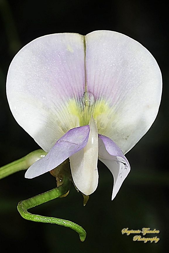 Yard long bean flower (Vigna unguiculata subsp. sesquipedalis )  Cowpea,Geotagged,Indonesia,Spring,Vigna unguiculata