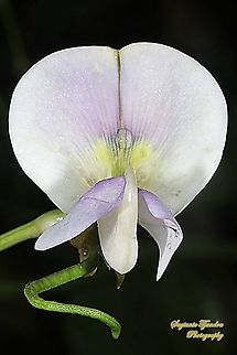 Yard long bean flower (Vigna unguiculata subsp. sesquipedalis )  Cowpea,Geotagged,Indonesia,Spring,Vigna unguiculata