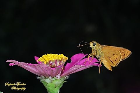 Skipper Butterfly - Yellow Palm Dart, Cephrenes trichopepla "sucking nectar on the Zinnia flower"  Cephrenes trichopepla,Geotagged,Indonesia,Spring,Yellow palm dart