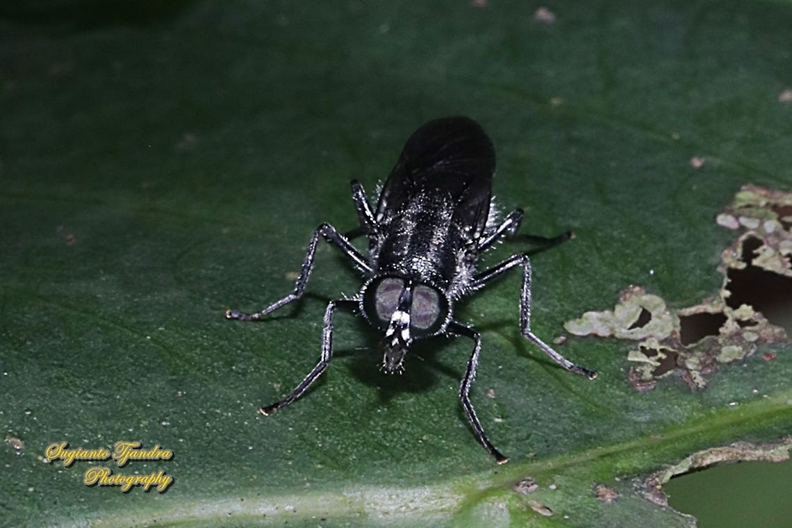 Soldier fly, Clitellaria bilineata, family Stratiomyidae  Clitellaria bilineata,Geotagged,Indonesia,Spring