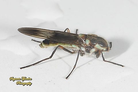 Soldier fly, Headless Eudmeta marginata, subfamily Clitellariinae, family Stratiomyidae  Eudmeta marginata,Geotagged,Indonesia,Spring