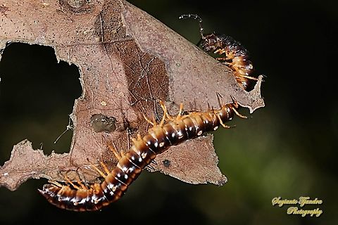 The garden millipede/greenhouse millipede, Oxidus gracilis  Geotagged,Greenhouse millipede,Indonesia,Oxidus gracilis,Spring