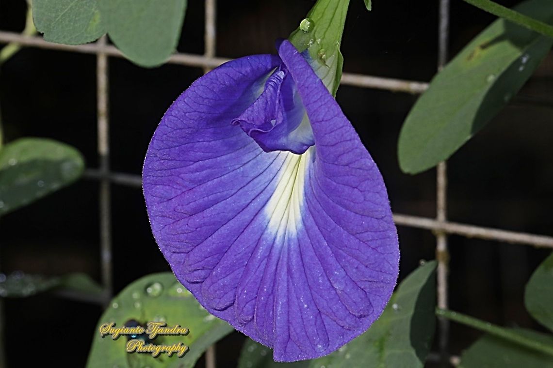 Kembang Telang, Blue Pea flower, Clitoria ternatea  Butterfly-pea,Clitoria ternatea,Geotagged,Indonesia,Spring