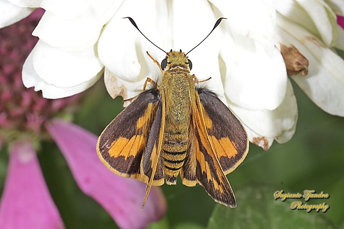 Skipper Butterfly - Yellow Palm Dart, Cephrenes trichopepla "upper side"  Cephrenes trichopepla,Geotagged,Indonesia,Spring,Yellow palm dart