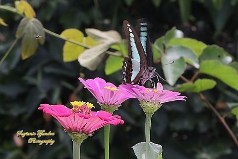 Common Bluebottle butterfly, Graphium sarpedon ssp luctatius "sucking nectar on the Zinnia flower" - being watched by a stingless honey bee (Meliponini)  Common bluebottle,Geotagged,Graphium  sarpedon,Indonesia,Spring