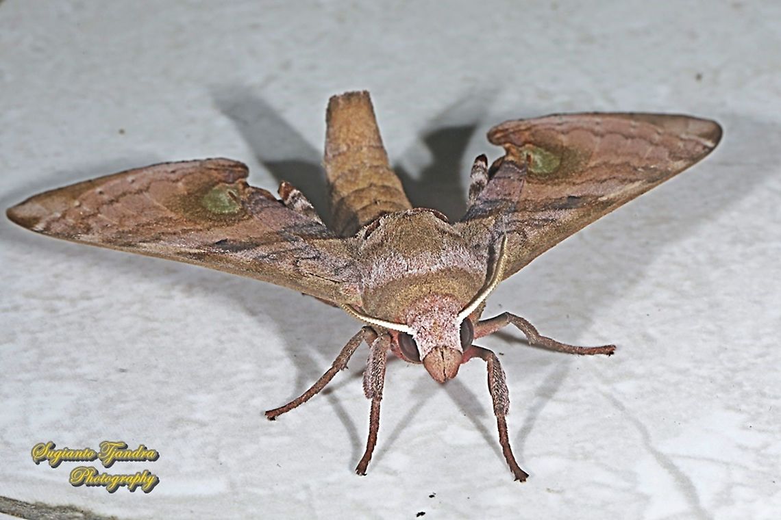 Durian Hawkmoths, Daphnusa fruhstorferi, Sphingidae Acoording to the Sphingidae Taxonomic Inventory from the link <a href="https://sphingidae.myspecies.info/taxonomy/term/36" rel="nofollow">https://sphingidae.myspecies.info/taxonomy/term/36</a> that Daphnusa ocelaris (Walker 1856) is for Daphnusa species found in Malaysia, Indonesia (Borneo/Kalimantan) n Philliphines. Meanwhile Daphnusa moth that I posted here was taken/found in Java so based on the distribution of Daphnusa species could be Daphnusa fruhstorferi (Huwe, 1895) for species from Java &amp; Sumatera of Indonesia. Daphnusa fruhstorferi,Daphnusa ocellaris,Geotagged,Indonesia,Spring