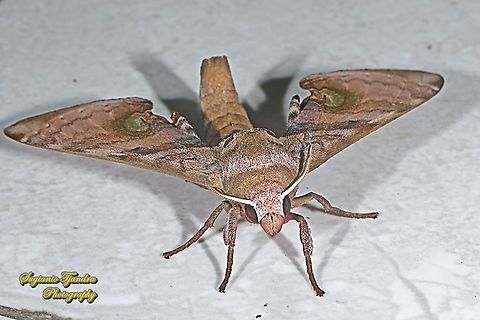 Durian Hawkmoths, Daphnusa fruhstorferi, Sphingidae Acoording to the Sphingidae Taxonomic Inventory from the link https://sphingidae.myspecies.info/taxonomy/term/36 that Daphnusa ocelaris (Walker 1856) is for Daphnusa species found in Malaysia, Indonesia (Borneo/Kalimantan) n Philliphines. Meanwhile Daphnusa moth that I posted here was taken/found in Java so based on the distribution of Daphnusa species could be Daphnusa fruhstorferi (Huwe, 1895) for species from Java & Sumatera of Indonesia. Daphnusa fruhstorferi,Daphnusa ocellaris,Geotagged,Indonesia,Spring