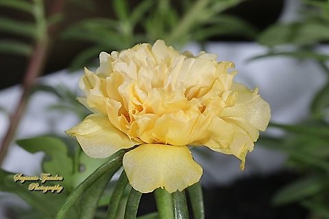 Krokot Mawar (Moss rose double yellow), Portulaca grandiflora  Geotagged,Indonesia,Moss-rose Purslane,Portulaca grandiflora,Spring