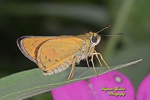 Skipper Butterfly - Yellow Palm Dart, Cephrenes trichopepla "lower side"  Cephrenes trichopepla,Geotagged,Indonesia,Spring,Yellow palm dart