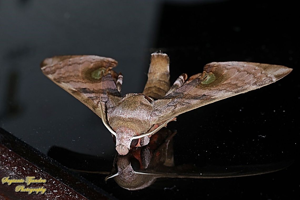 Durian Hawkmoths, Daphnusa fruhstorferi, Sphingidae "Reflection"  Daphnusa fruhstorferi,Geotagged,Indonesia,Spring
