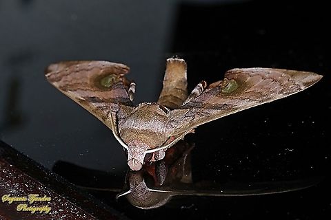 Durian Hawkmoths, Daphnusa fruhstorferi, Sphingidae "Reflection"  Daphnusa fruhstorferi,Geotagged,Indonesia,Spring