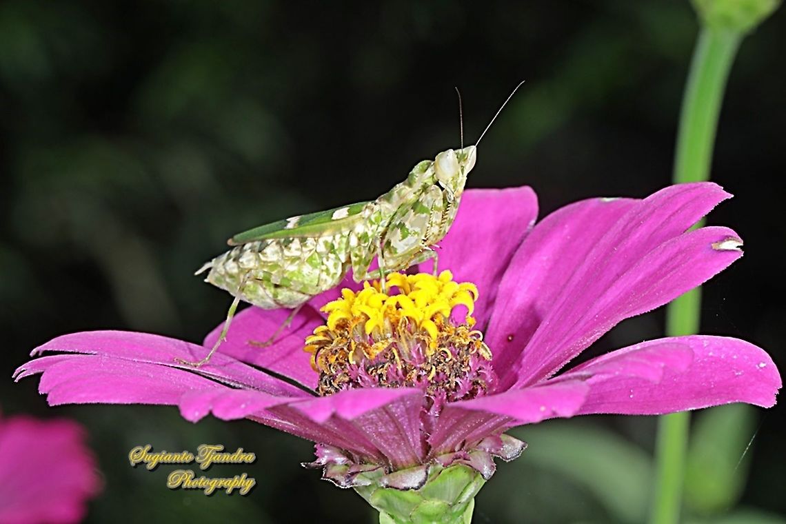 Flower mantis, Creobroter Sp "standing on Zinnia flower"  Geotagged,Indonesia,Spring