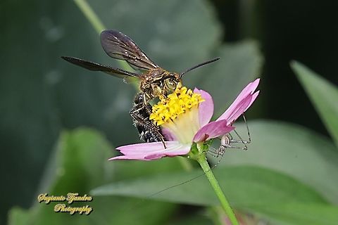 Scoliide wasp, Campsomeriella collaris, family Scoliidae "sucking nectar on the Bunga Kenikir Ungu (Cosmos caudatus) whilst the Katydid nymp is underneath"  Campsomeriella collaris,Geotagged,Indonesia,Spring
