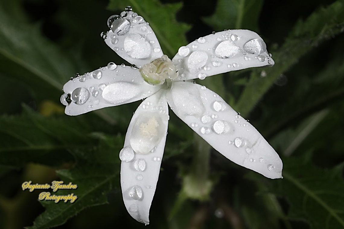 Kitolod, Star of Bethlehem flower (Hippobroma longiflora)  Geotagged,Hippobroma longiflora,Indonesia,Spring