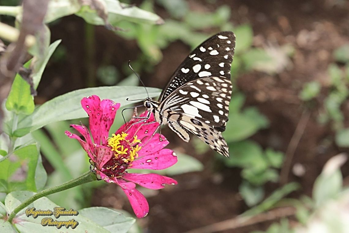 Common Lime butterfly (Papilio demoleus) "sucking nectar on the Zinnia flower"  Geotagged,Indonesia,Lime Swallowtail,Papilio demoleus,Spring