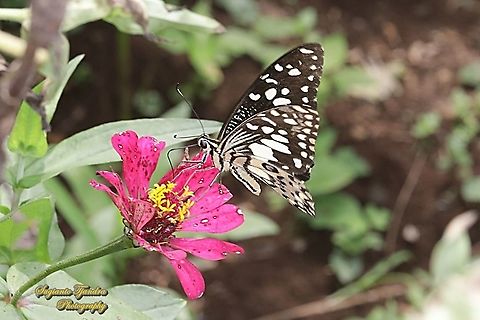 Common Lime butterfly (Papilio demoleus) "sucking nectar on the Zinnia flower"  Geotagged,Indonesia,Lime Swallowtail,Papilio demoleus,Spring