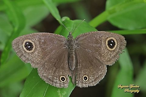 Java's Three Ring Buttefly, Ypthima nigricans Ssp nigricans "Upperside"  Geotagged,Indonesia,Spring,Ypthima nigricans