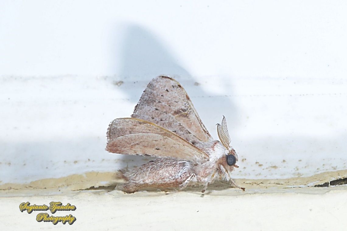 Silk moth, Trilocha varians,  family Bombycidae  Geotagged,Indonesia,Spring,Trilocha varians