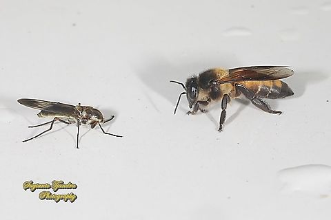 A Soldier fly, Headless Eudmeta marginata, subfamily Clitellariinae, family Stratiomyidae and a Black giant honey bee, Apis dorsata "greetings to you"  Apis dorsata,Geotagged,Giant honey bee,Indonesia,Spring