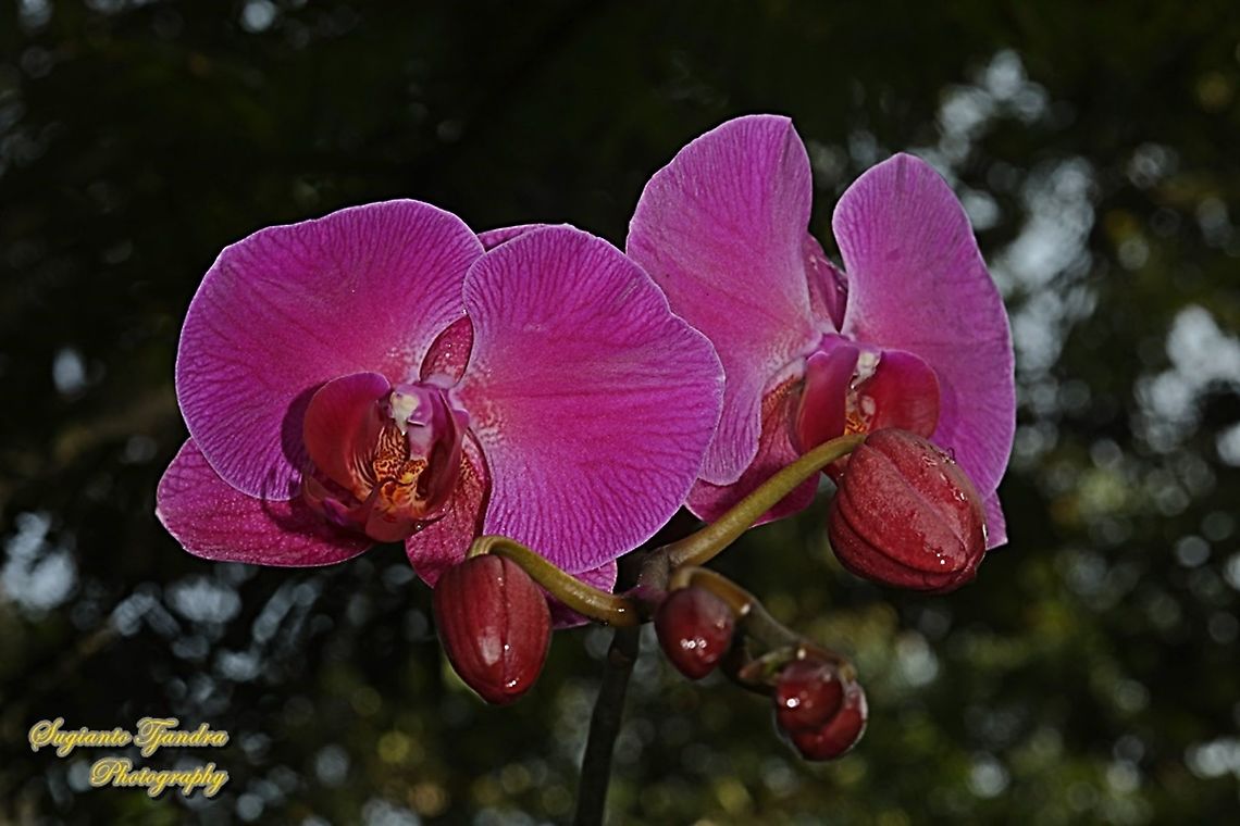 Pink Orchid flower, Phaleonopsis (Orchidaceae)  Geotagged,Indonesia,Spring