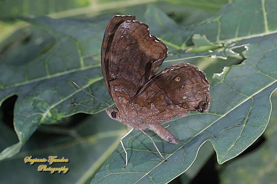 The Chocolate Pansy, Junonia Iphita - lowerside  Chocolate soldier,Geotagged,Indonesia,Junonia iphita,Spring