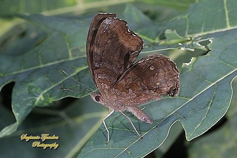 The Chocolate Pansy, Junonia Iphita - lowerside  Chocolate soldier,Geotagged,Indonesia,Junonia iphita,Spring