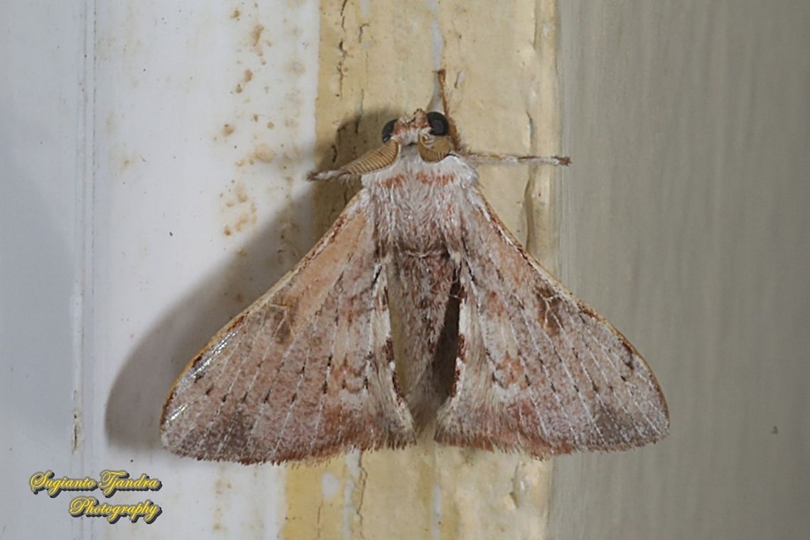 Silk moth, Trilocha varians,  family Bombycidae  Geotagged,Greenish Silk-moth,Indonesia,Spring,Trilocha varians