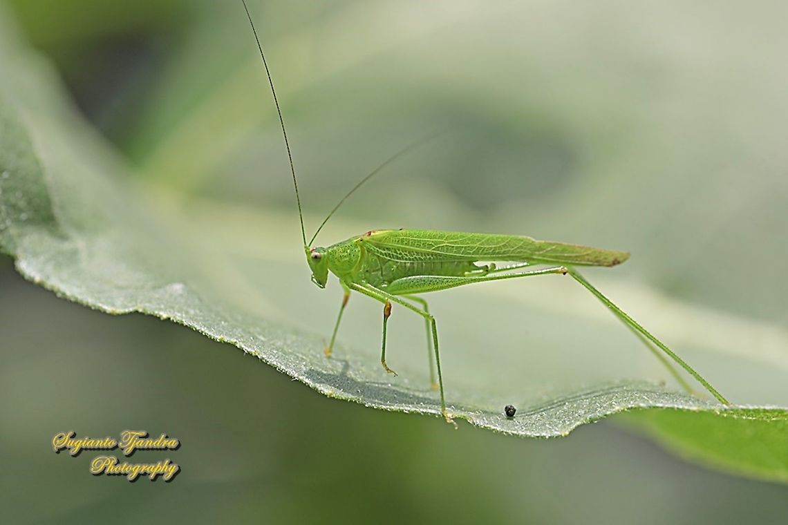 Katydid, Tettigoniida  Geotagged,Indonesia,Spring