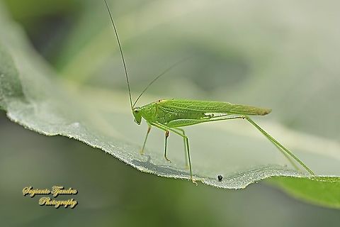 Katydid, Tettigoniida  Geotagged,Indonesia,Spring