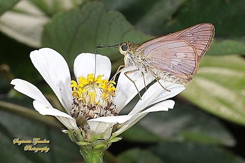 Skipper butterfly, The Plain palm dart, Cephrenes acalle, family Hesperiidae - female "sucking nectar on the Zinnia flower"  Cephrenes acalle,Geotagged,Indonesia,Plain palm dart,Spring