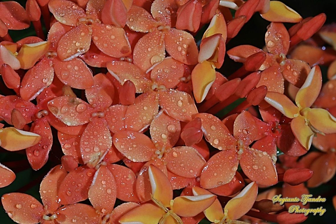Jungle geranium flower, Ixora coccinea, family Rubiaceae  Geotagged,Indonesia,Ixora coccinea,Jungle Flame,Spring
