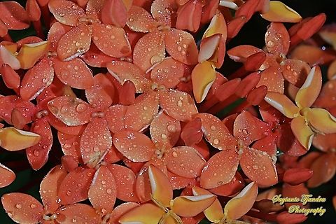 Jungle geranium flower, Ixora coccinea, family Rubiaceae  Geotagged,Indonesia,Ixora coccinea,Jungle Flame,Spring