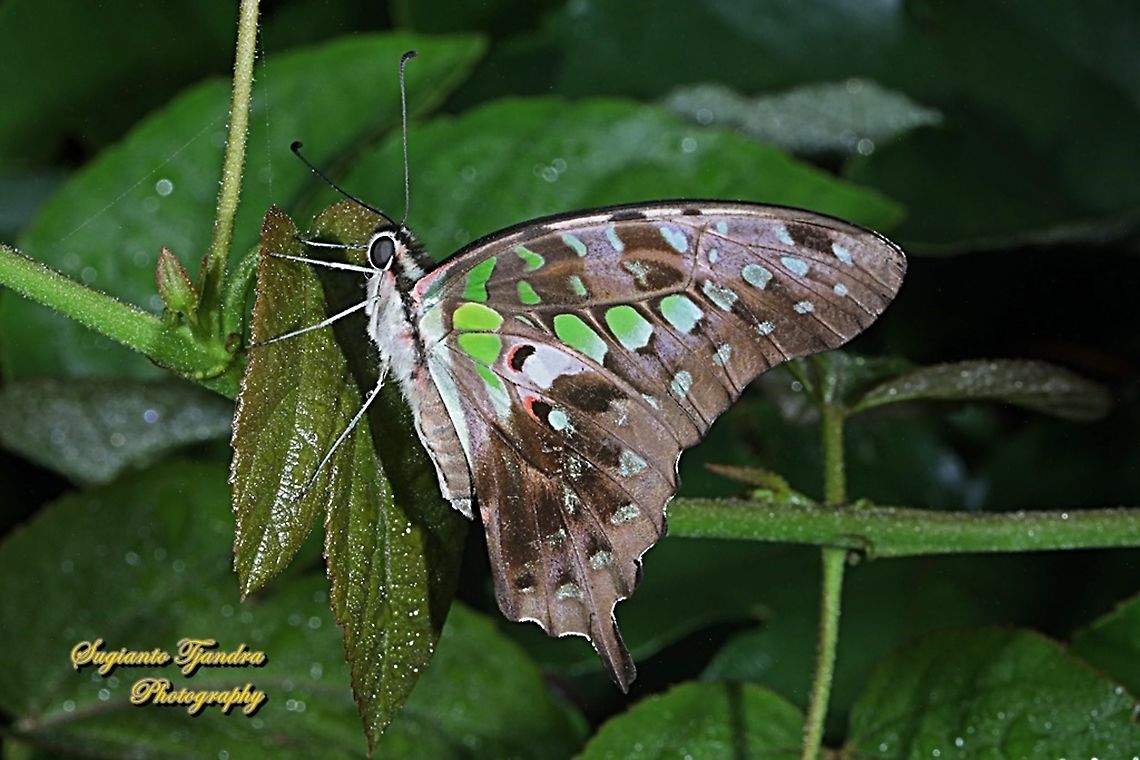 Tailed Jay Butterfly, Graphium agamemnon  Geotagged,Graphium agamemnon,Indonesia,Spring,Tailed Jay