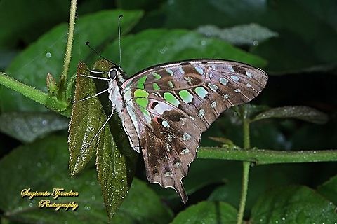 Tailed Jay Butterfly, Graphium agamemnon  Geotagged,Graphium agamemnon,Indonesia,Spring,Tailed Jay
