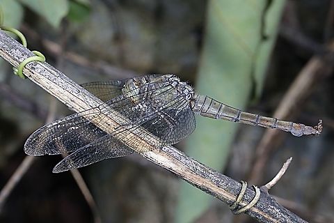 Crimson Dropwing Orange Skimmer, Orthetrum testaceum  - female  Geotagged,Indonesia,Orange Skimmer,Orthetrum testaceum,Spring