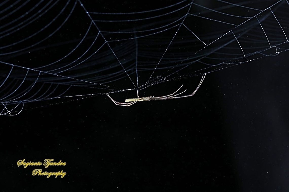 Long-jawed orb-weaver,  Tetragnatha, family Tetragnathidae  Geotagged,Indonesia,Spring