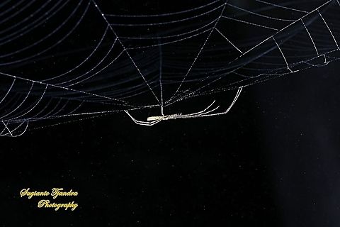 Long-jawed orb-weaver,  Tetragnatha, family Tetragnathidae  Geotagged,Indonesia,Spring