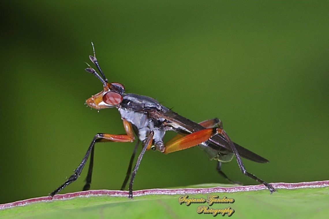 Marsh fly, Sepedon plumbella, family Sciomyzidae  Geotagged,Indonesia,Sepedon plumbella,Spring