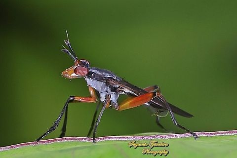 Marsh fly, Sepedon plumbella, family Sciomyzidae  Geotagged,Indonesia,Sepedon plumbella,Spring