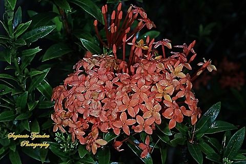 Jungle geranium flower, Ixora coccinea, family Rubiaceae  Geotagged,Indonesia,Ixora coccinea,Jungle Flame,Spring