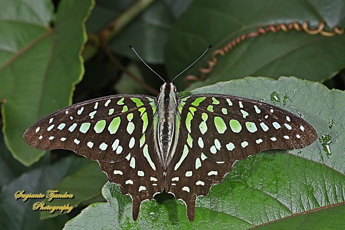 Tailed Jay Butterfly, Graphium agamemnon - upperside  Geotagged,Graphium agamemnon,Indonesia,Spring,Tailed Jay
