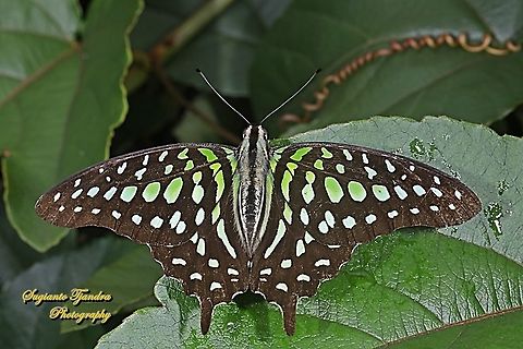 Tailed Jay Butterfly, Graphium agamemnon - upperside  Geotagged,Graphium agamemnon,Indonesia,Spring,Tailed Jay