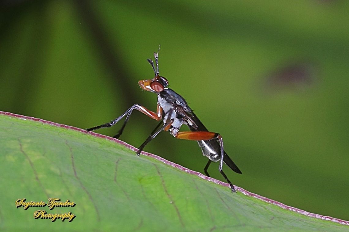 Marsh fly, Sepedon plumbella, family Sciomyzidae  Geotagged,Indonesia,Sepedon plumbella,Spring