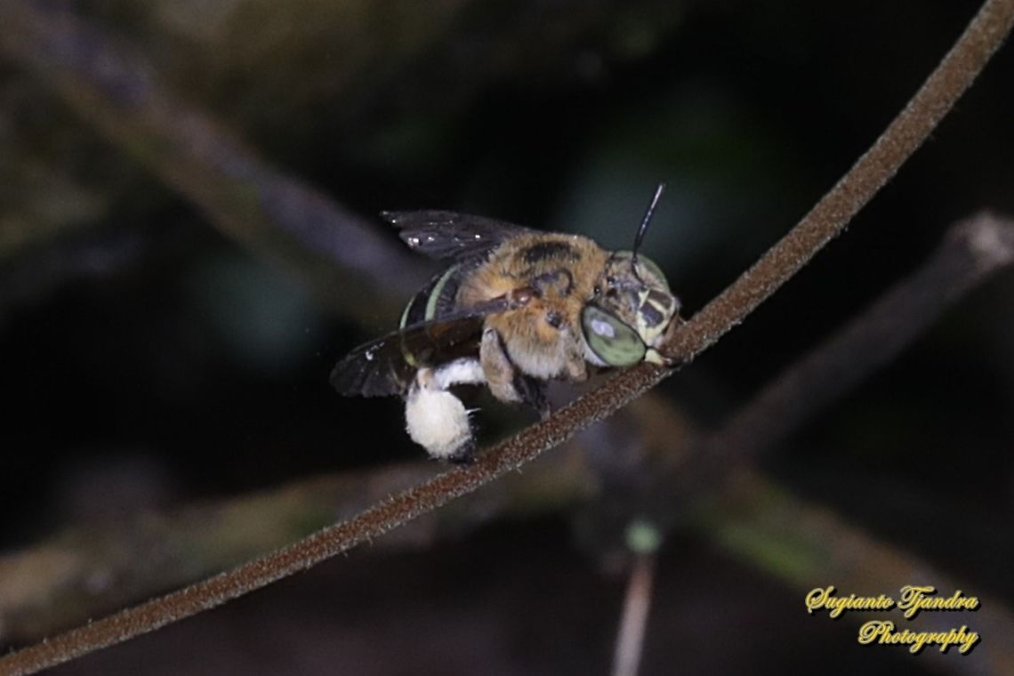 Blue Banded Bee, Amegilla Zonata "Sleep"  Amegilla zonata,Geotagged,Indonesia,Spring