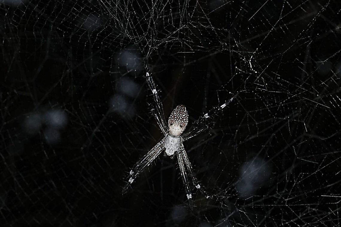 The Dome Tent-web spider (Cyrtophora moluccensis)  Cyrtophora moluccensis,Dome Tent Spider,Geotagged,Indonesia,Spring