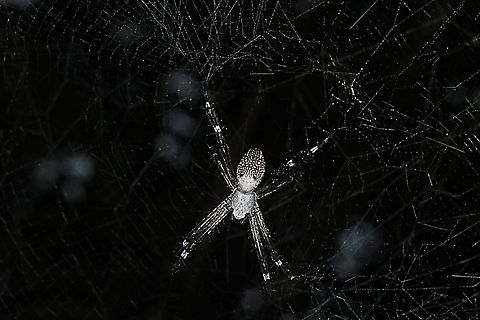 The Dome Tent-web spider (Cyrtophora moluccensis)  Cyrtophora moluccensis,Dome Tent Spider,Geotagged,Indonesia,Spring