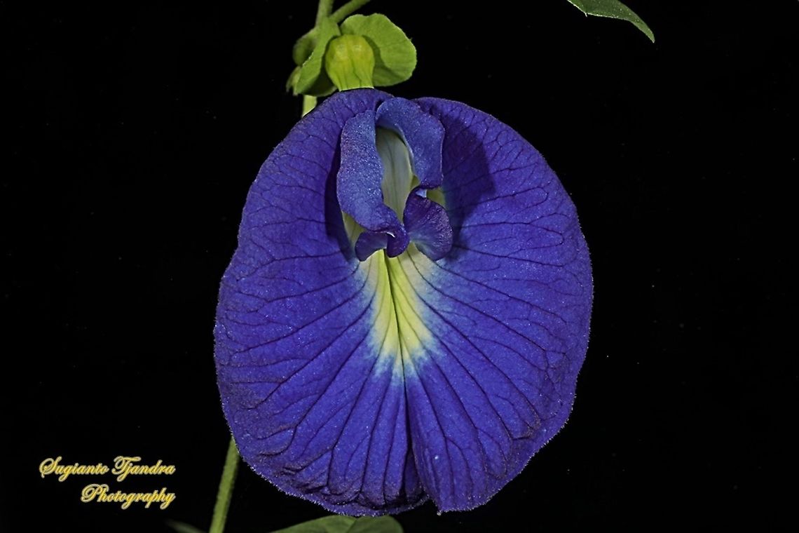 Kembang Telang, Blue Pea flower, Clitoria ternatea  Butterfly-pea,Clitoria ternatea,Geotagged,Indonesia,Spring