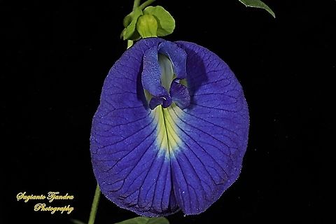 Kembang Telang, Blue Pea flower, Clitoria ternatea  Butterfly-pea,Clitoria ternatea,Geotagged,Indonesia,Spring